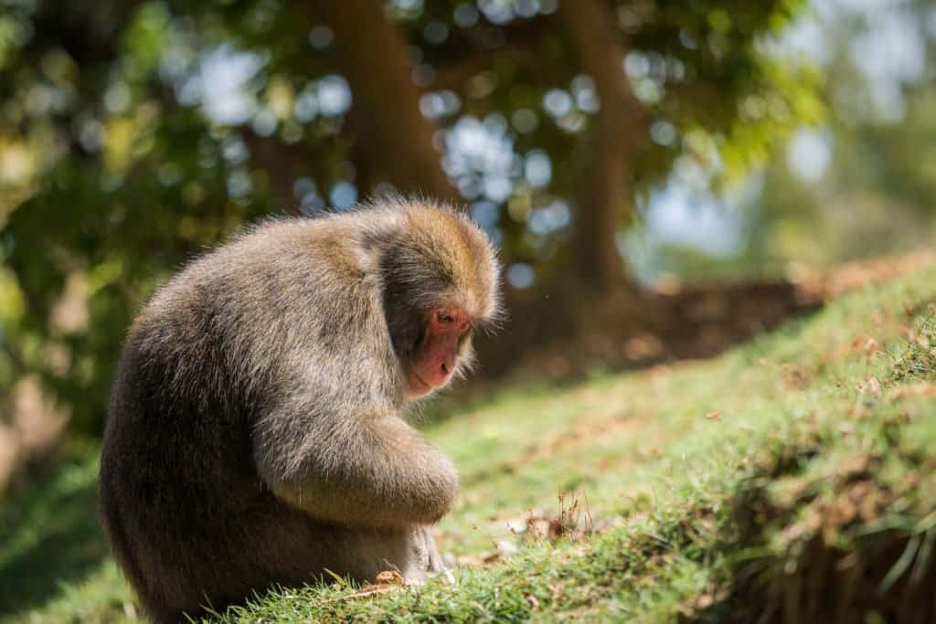 Japon, voyage, Arashiyama, Kyoto, bambou, singe, macaque, Iwatayama