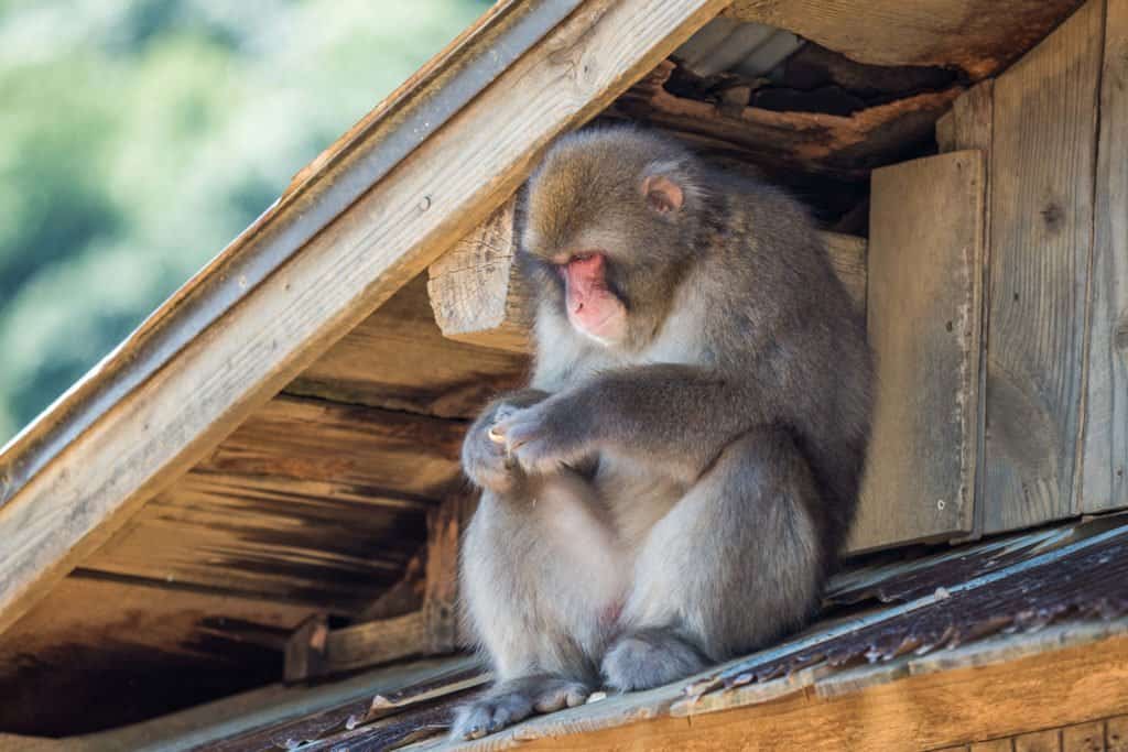 Japon, voyage, Arashiyama, Kyoto, bambou, singe, macaque, Iwatayama