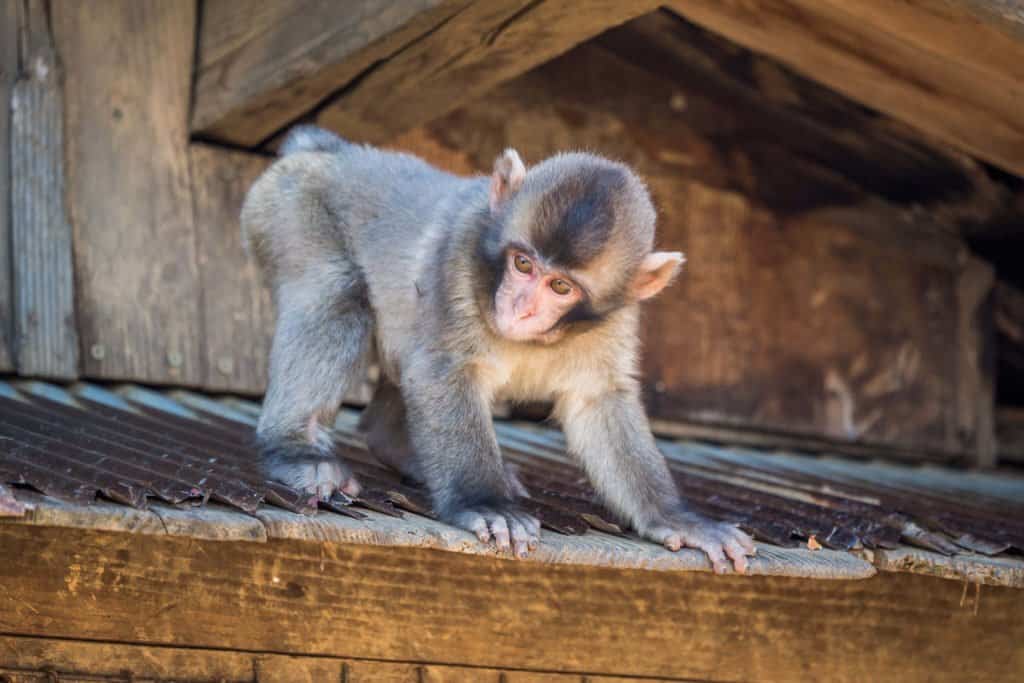 Japon, voyage, Arashiyama, Kyoto, bambou, singe, macaque, Iwatayama