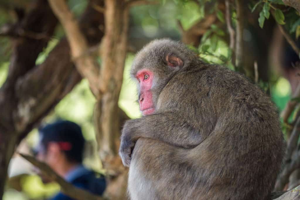 Japon, voyage, Arashiyama, Kyoto, bambou, singe, macaque, Iwatayama