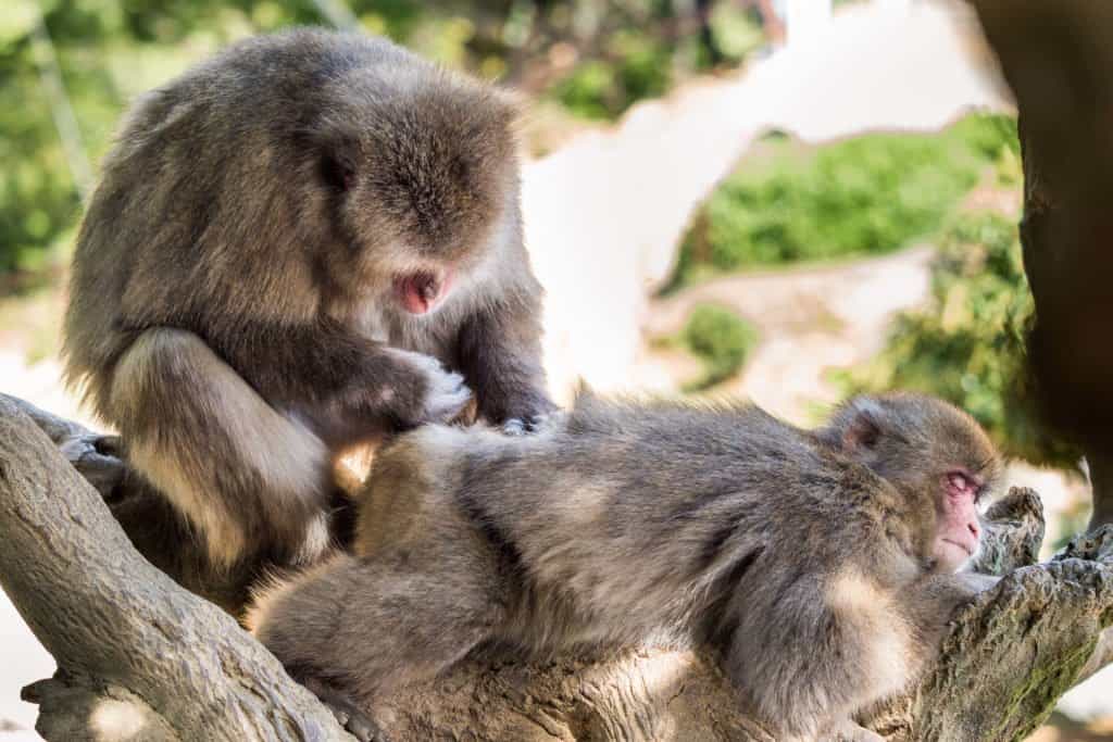 Japon, voyage, Arashiyama, Kyoto, bambou, singe, macaque, Iwatayama