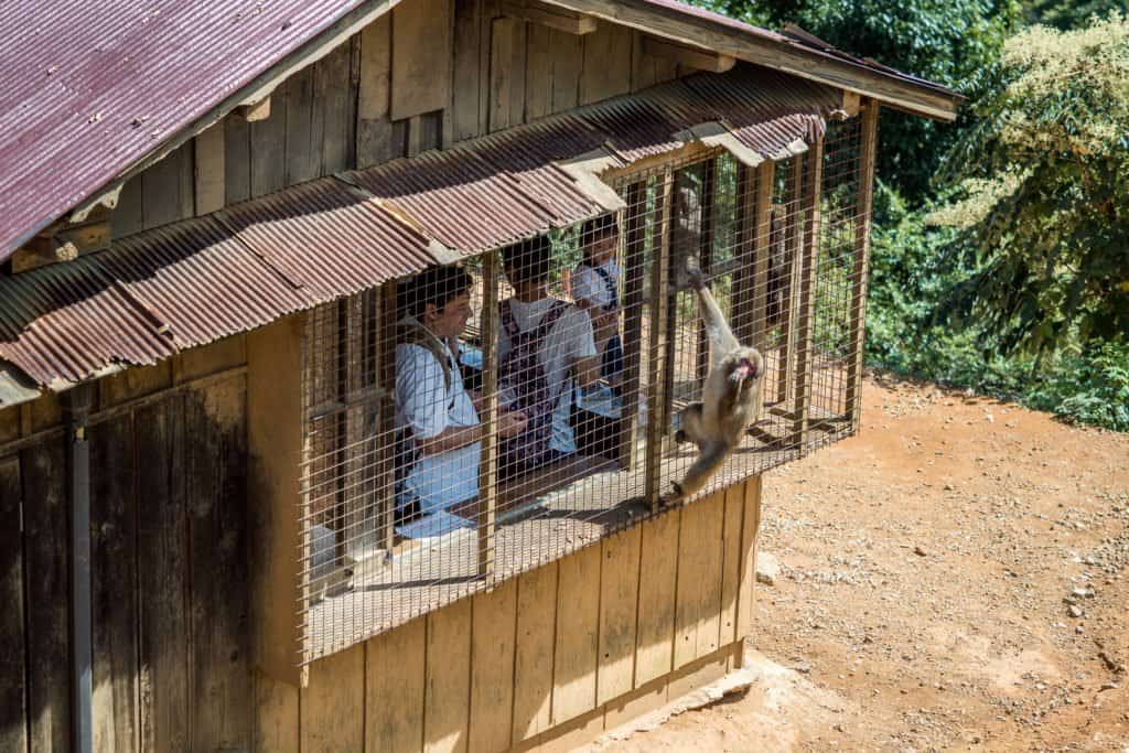 Japon, voyage, Arashiyama, Kyoto, bambou, singe, macaque, Iwatayama