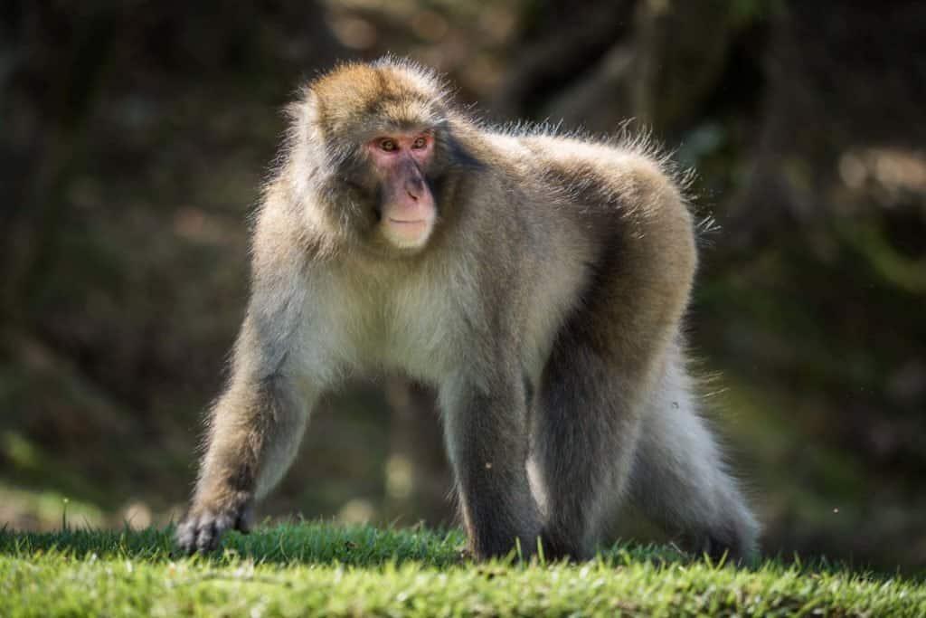 Japon, voyage, Arashiyama, Kyoto, bambou, singe, macaque, Iwatayama