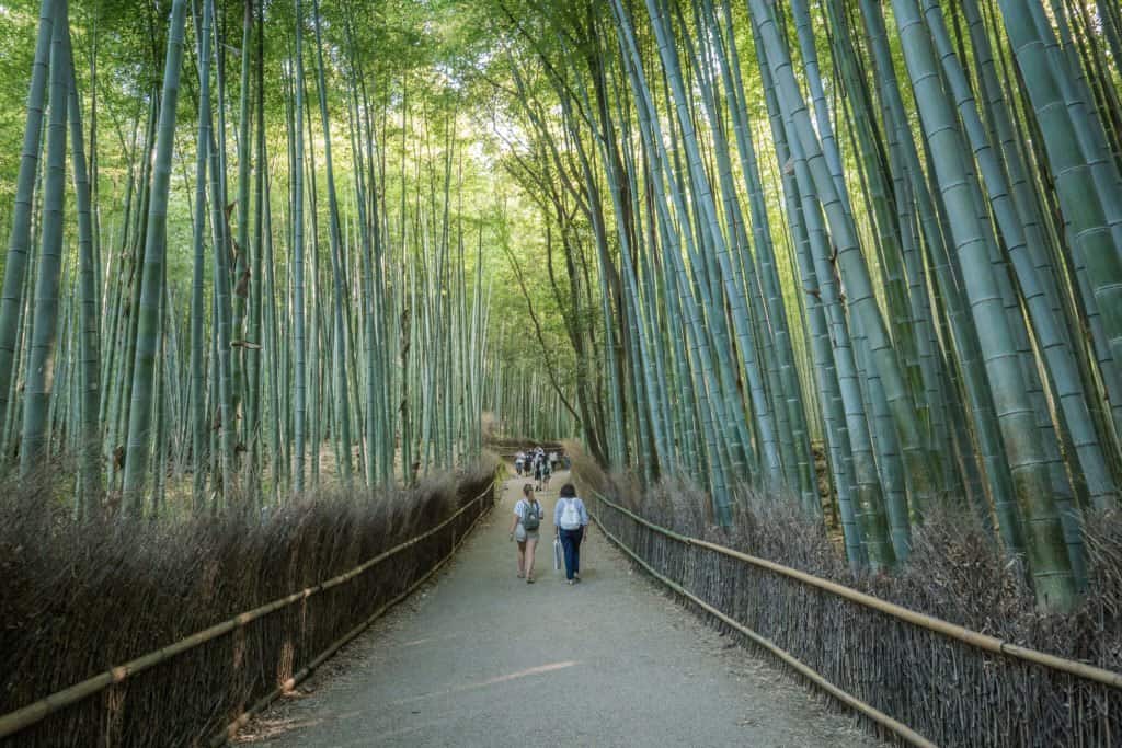 Japon, voyage, Arashiyama, Kyoto, bambou, singe, macaque, Iwatayama