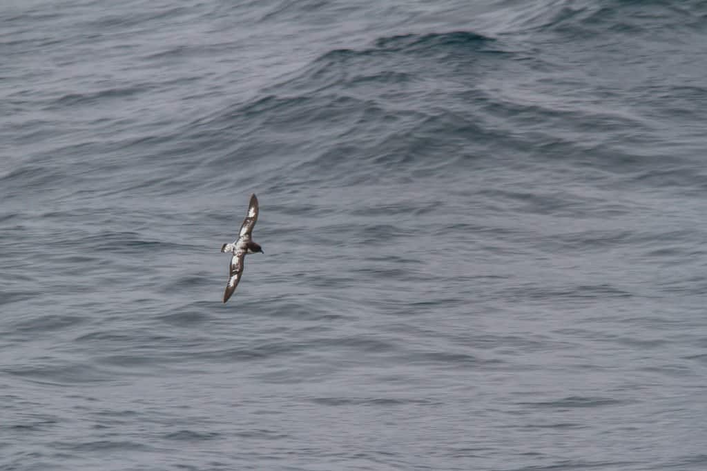 Patagonie, croisière, Antarctique, cap Horn, Drake