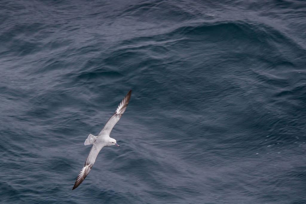 Patagonie, croisière, Antarctique, cap Horn, Drake