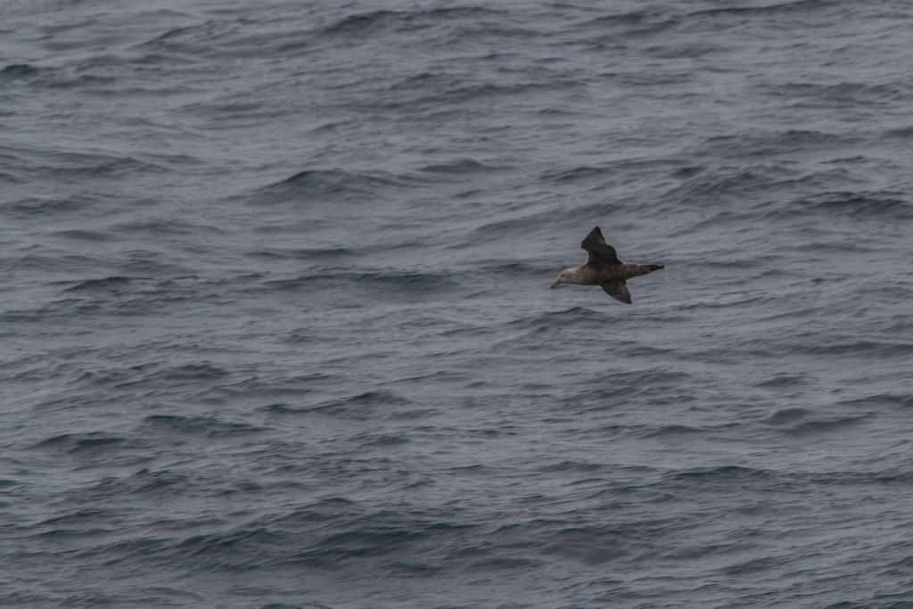 Patagonie, croisière, Antarctique, cap Horn, Drake