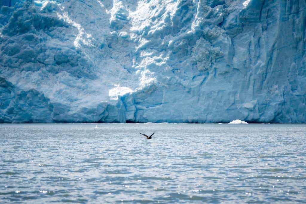 Patagonie, croisière, glacier, Antarctique