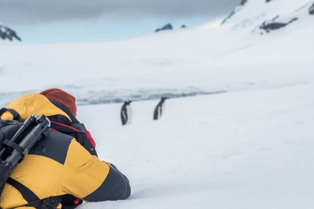 croisière, Antarctique, pingouin, manchot,