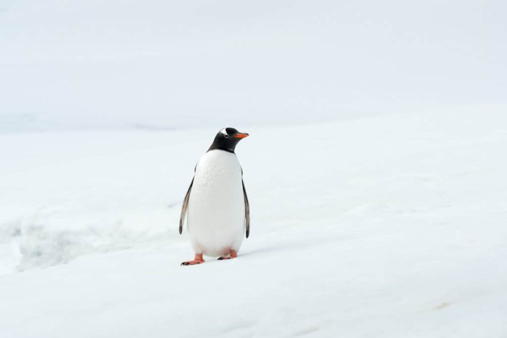 croisière, Antarctique, pingouin, manchot,