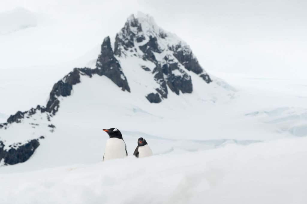 croisière, Antarctique, pingouin, manchot,