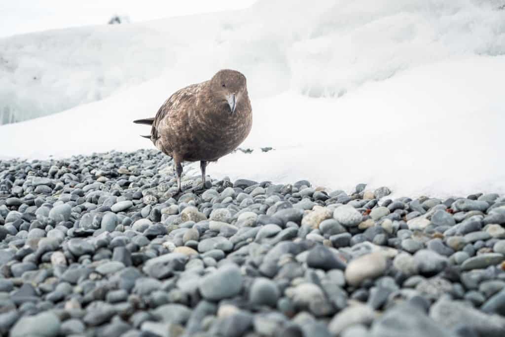 croisière, Antarctique, oiseaux