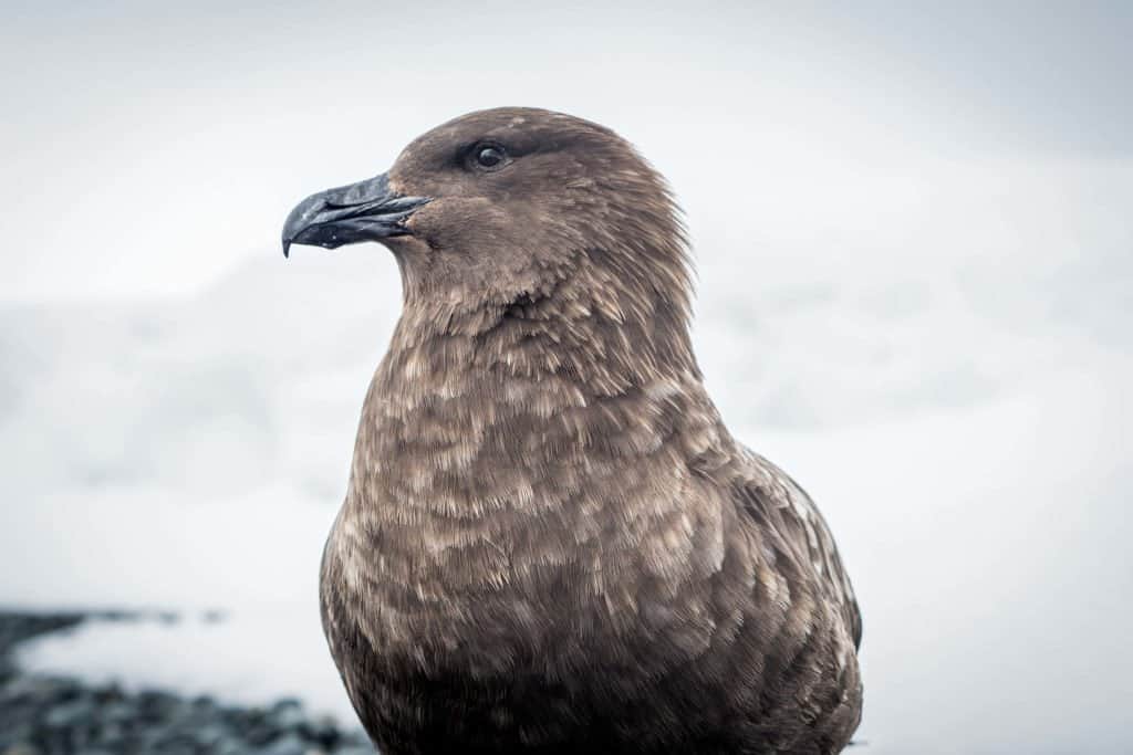 croisière, Antarctique, pingouin, manchot,