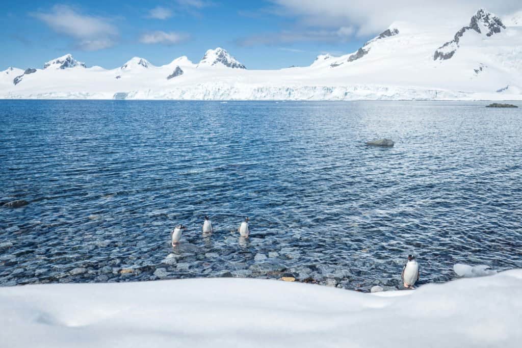 croisière, Antarctique, pingouin, manchot,