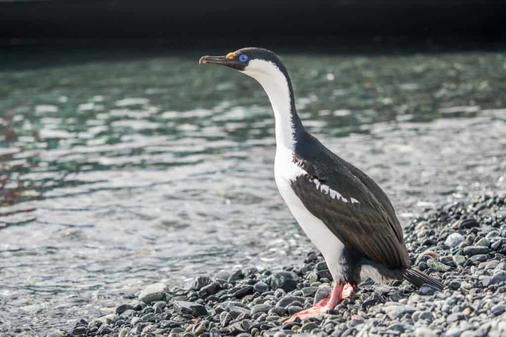 croisière, Antarctique, pingouin, manchot,