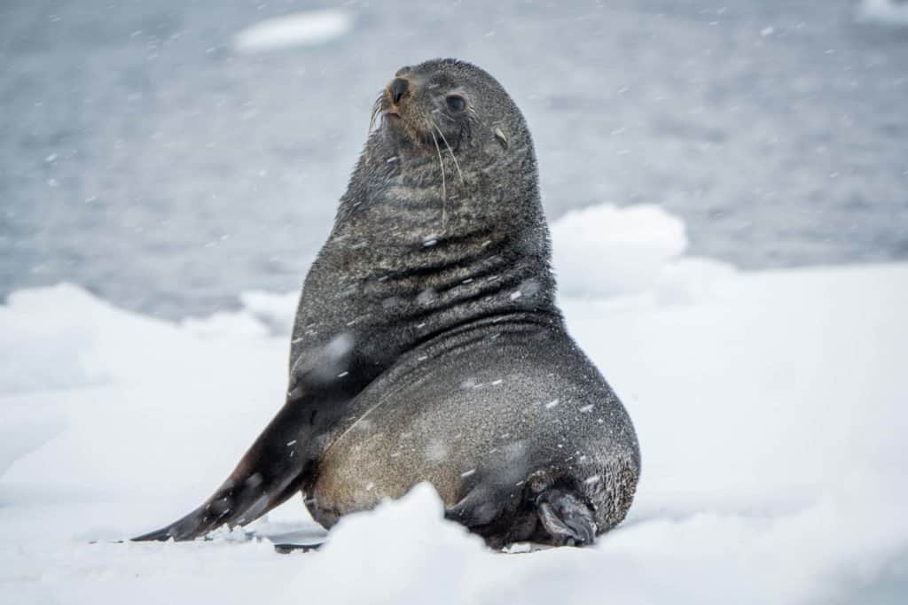 croisière, Antarctique, pingouin, manchot,