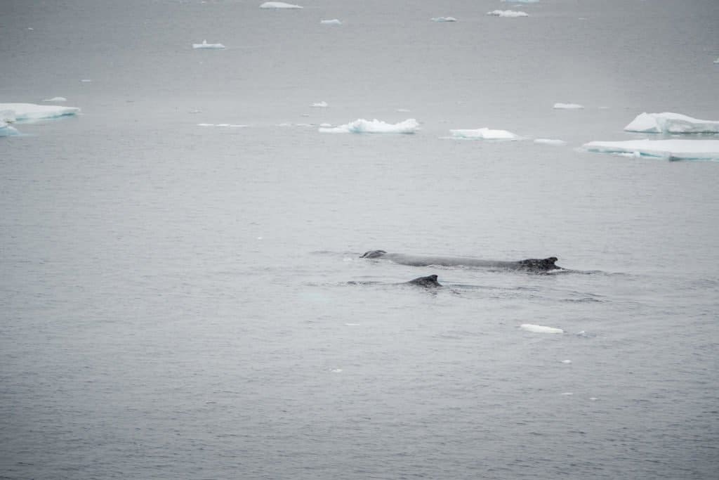 croisière, Antarctique, baleine