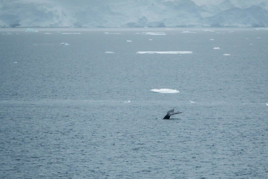 croisière, Antarctique, baleine