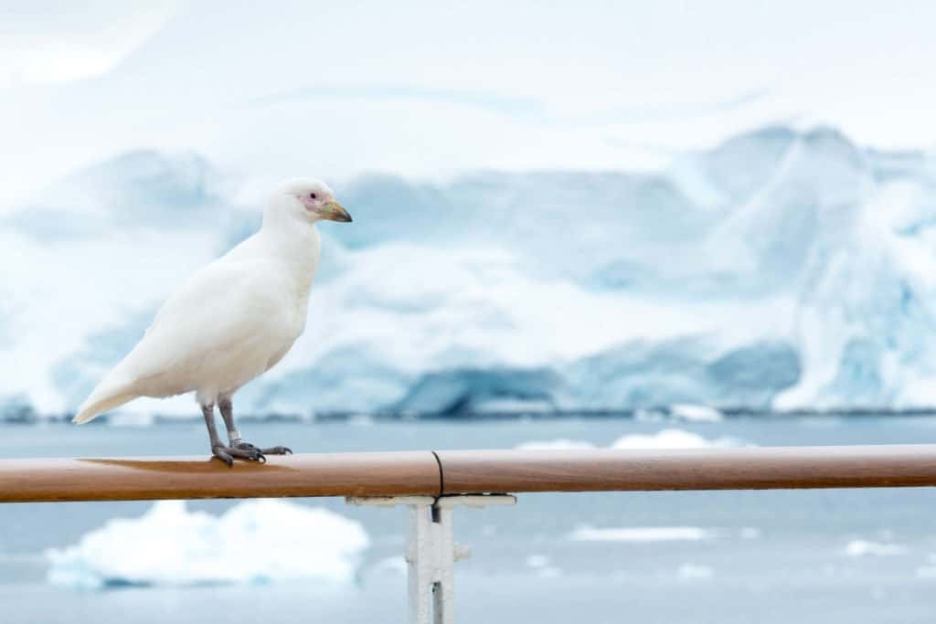 croisière, Antarctique, pingouin, manchot,