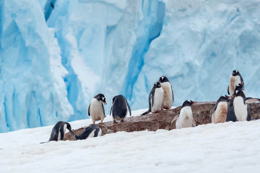 croisière, Antarctique, photo, Pôle Sud, manchot