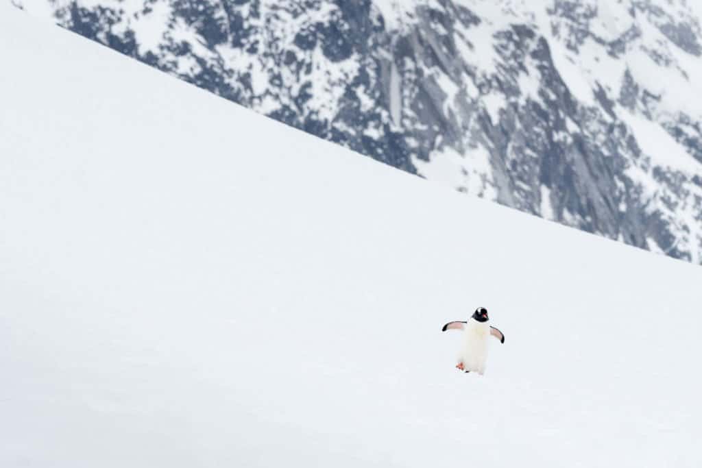 croisière, Antarctique, photo, Pôle Sud