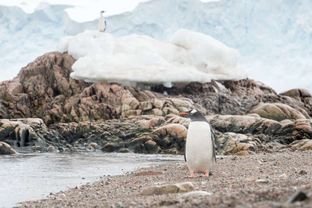 croisière, Antarctique, photo, Pôle Sud