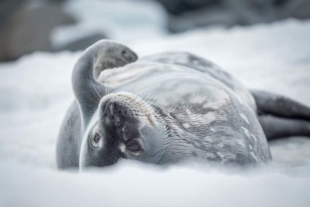 croisière, Antarctique, expédition