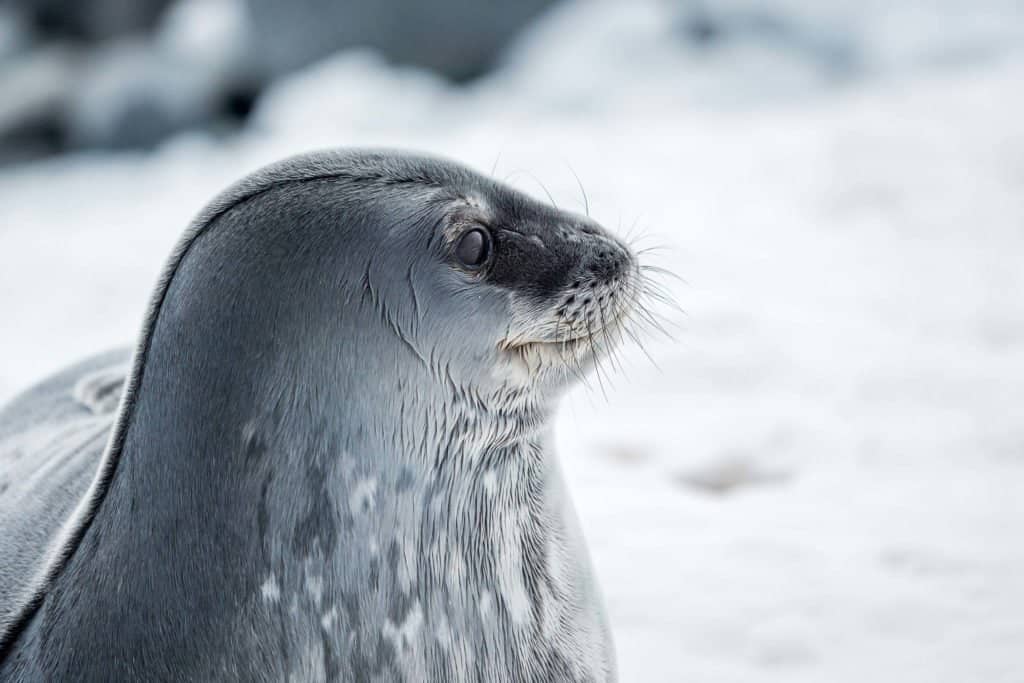 croisière, Antarctique, expédition