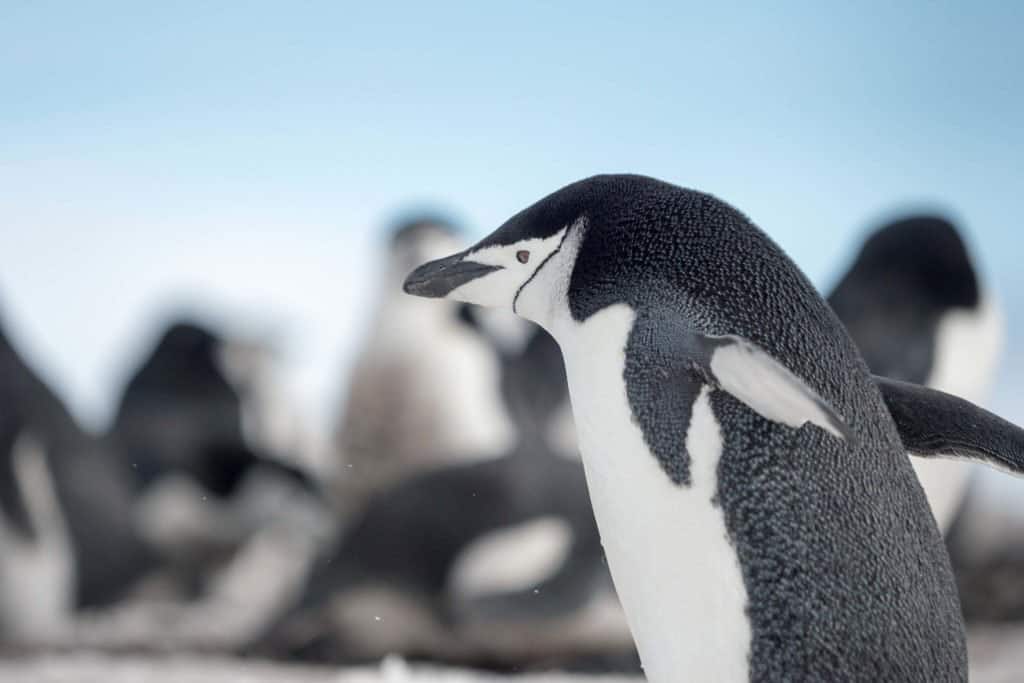 croisière, Antarctique, pingouin, manchot,