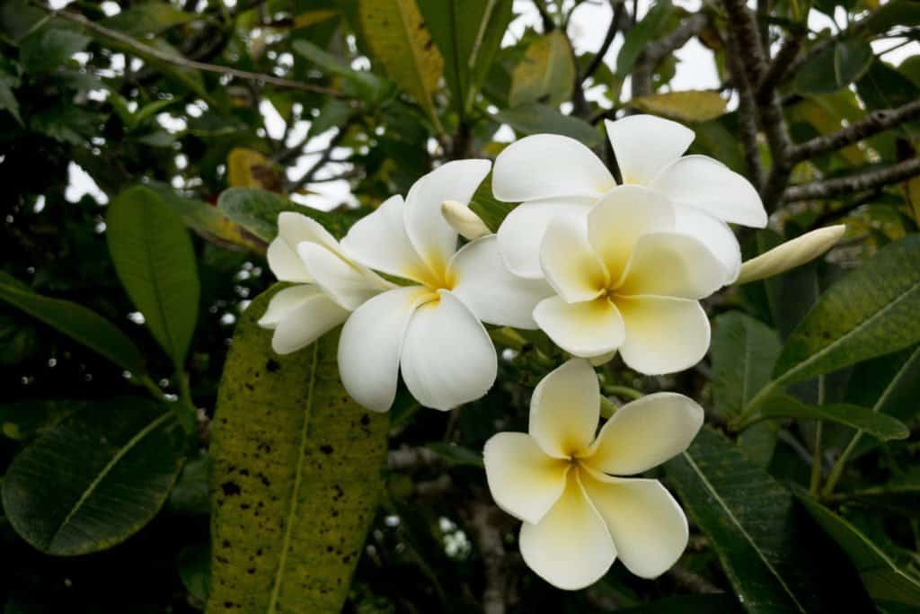 Polynésie, Huahine