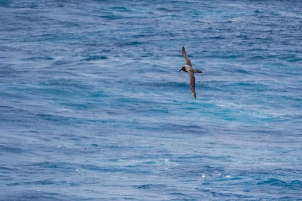 croisière, Antarctique, photo, Pôle Sud, Patagonie