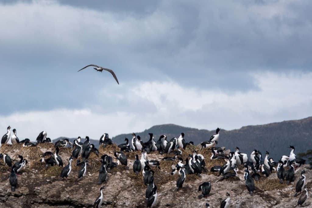 croisière, Antarctique, photo, Pôle Sud, Patagonie