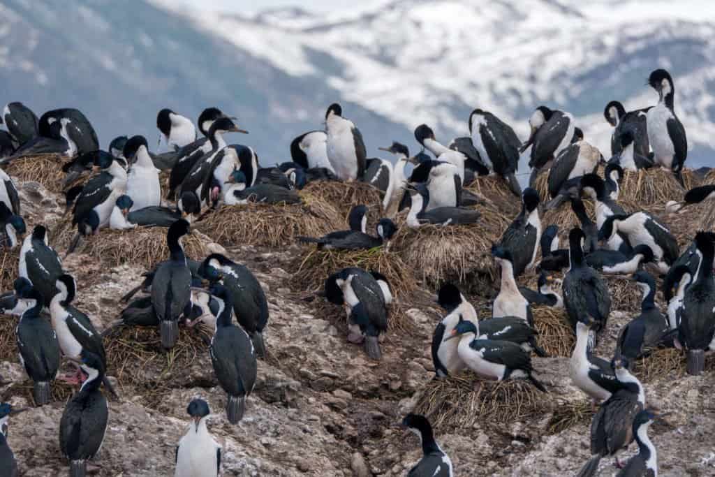 croisière, Antarctique, photo, Pôle Sud, Patagonie