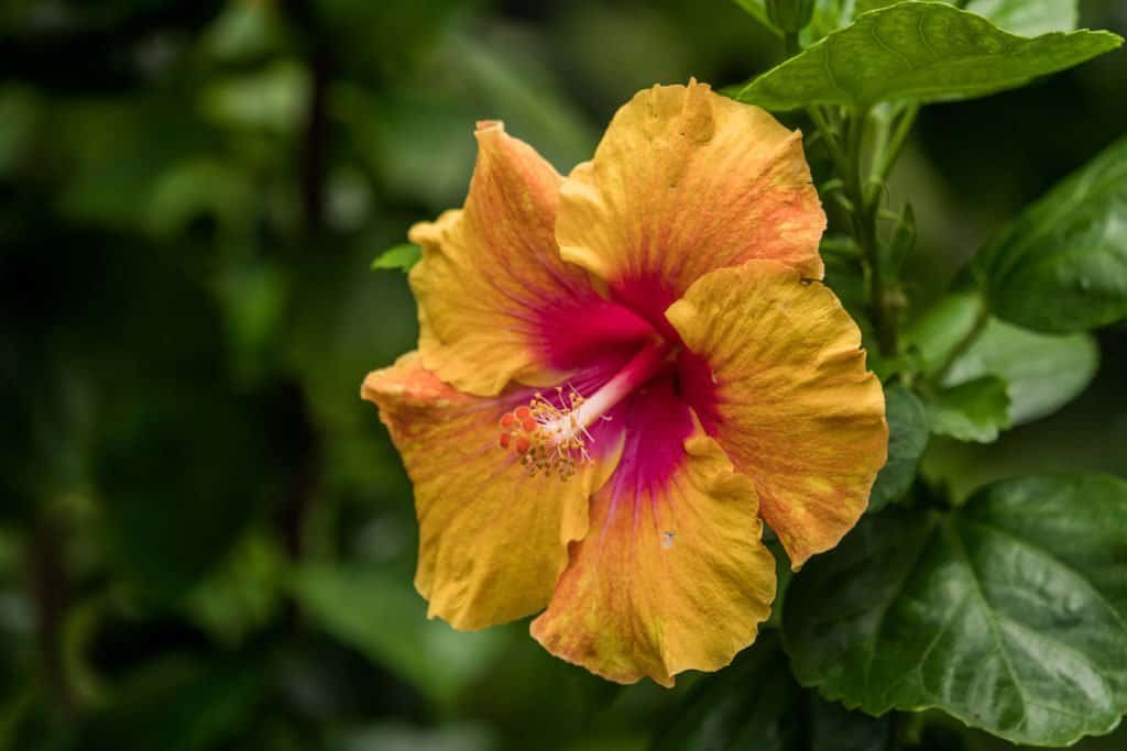 Polynésie, Huahine