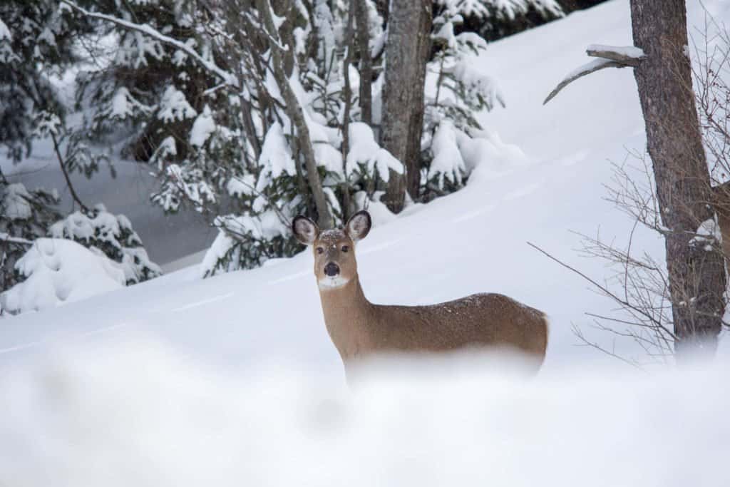 Canada, Québec, Authentique, Mauricie, Lanaudière