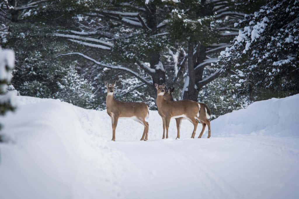 Canada, Québec, Authentique, Mauricie, Lanaudière