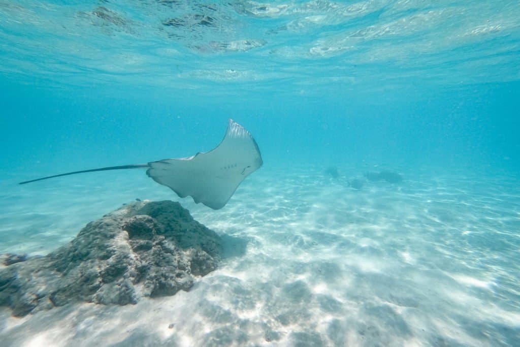 Polynésie, Moorea, Polynésie, Moorea, croisière, plongée, raie