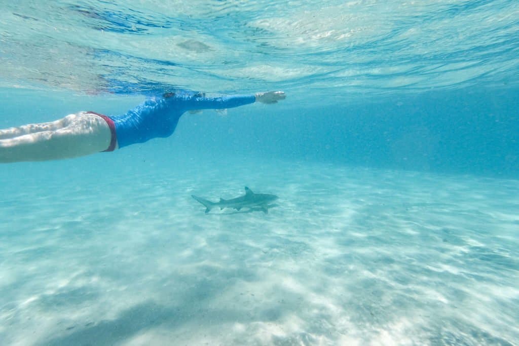 Polynésie, Moorea, croisière, plongée, requin