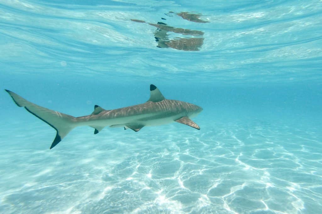 Polynésie, Moorea, croisière, plongée, requin