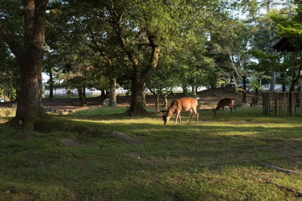 Japon, Nara, daim, temple, Kyoto