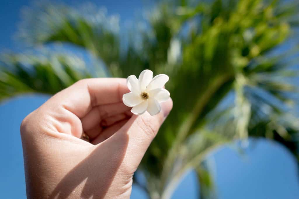 Polynésie, Moorea, croisière