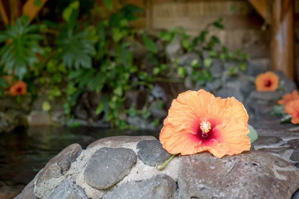 Polynésie, Moorea, croisière