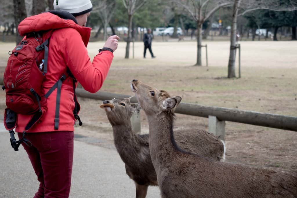 Japon, Nara, daim, temple, Kyoto