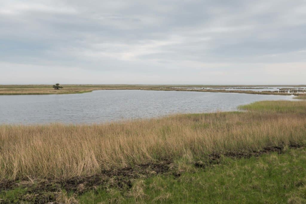 Fischland-Darss-Zingst, Allemagne, péninsule, nature, roadtrip