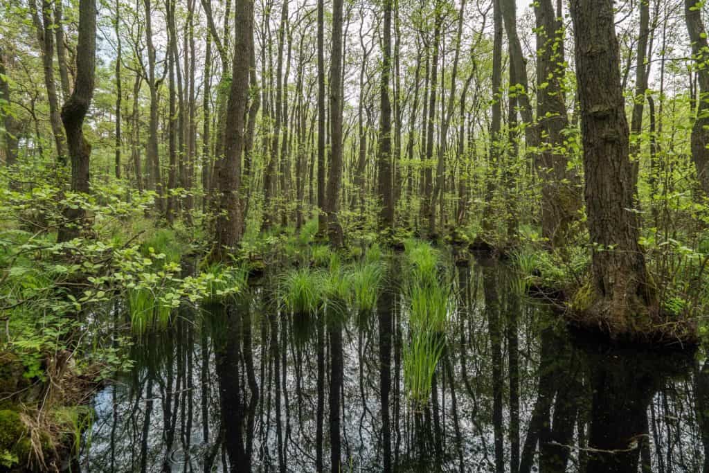 Fischland-Darss-Zingst, Allemagne, péninsule, nature, roadtrip