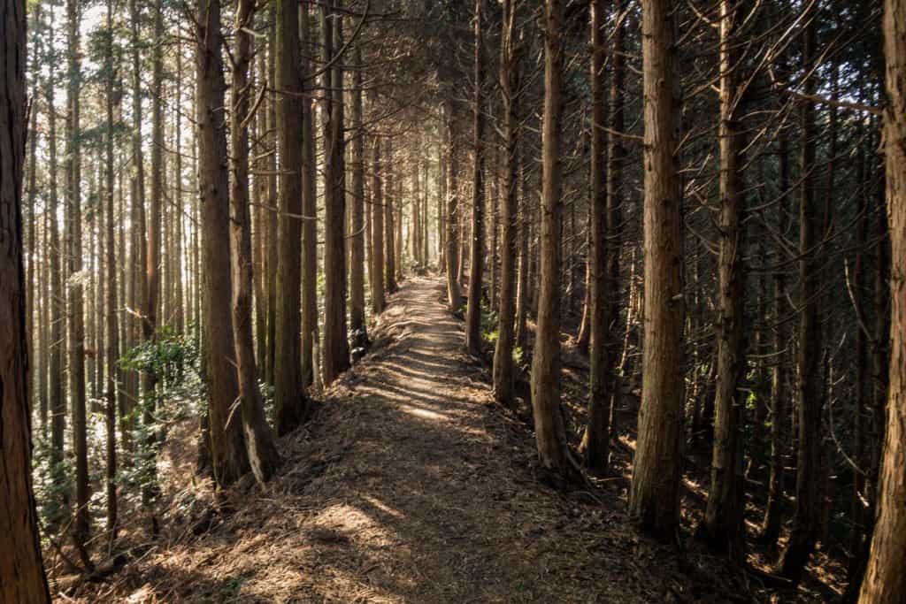 Shikoku, pèlerinage, pèlerin, famille, bébé, Japon, voyage, henro, ohenro, bois, arbre, forêt, chemin, sentier