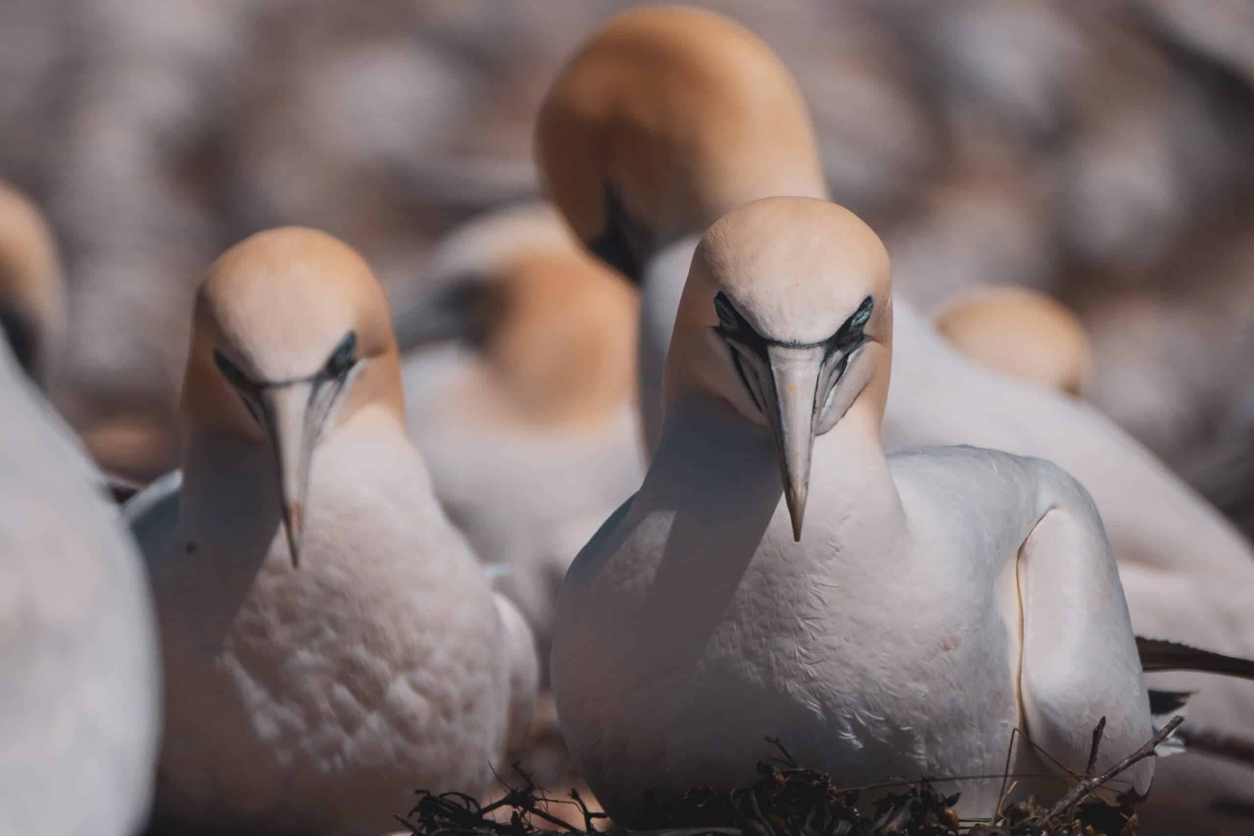 Québec, Canada, Québec Maritime, Gaspésie, route des phares, circuit, phare, mer, parcs, Géoparc de Percé, parc national de l’île-Bonaventure-et-du-Rocher-Percé, Rocher Percé, oiseaux, Fous de bassan