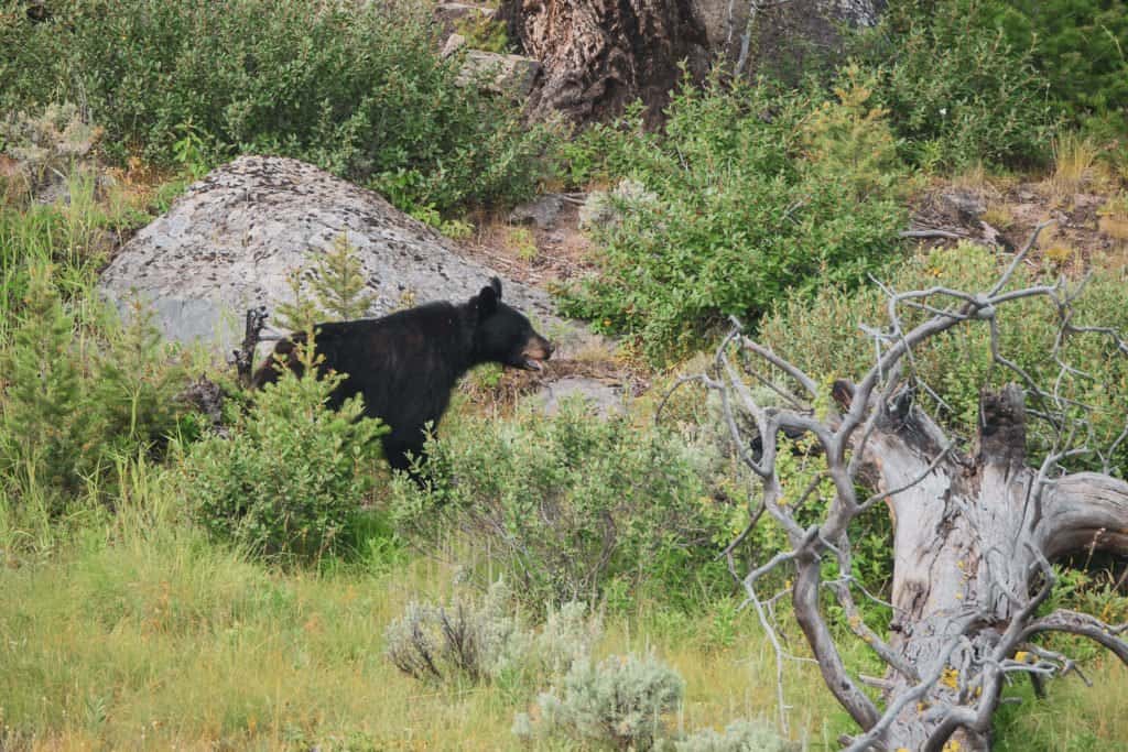 Yellowstone, Grands Parcs, parc national, réserve, nature, USA, Amérique, américain, animaux, roadtrip, visiter, voyage, conseils, ours