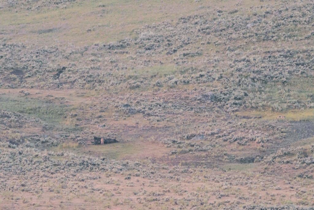 Yellowstone, Grands Parcs, parc national, réserve, nature, USA, Amérique, américain, animaux, roadtrip, visiter, voyage, conseils, rivière, bison, loup