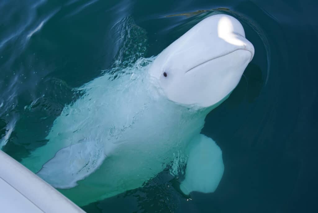 beluga tadoussac